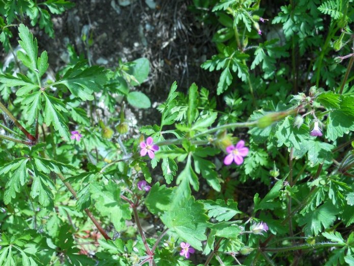 Geranium purpureum